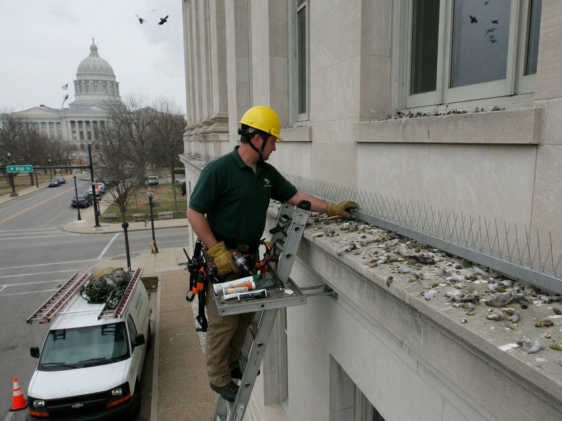 Pest Control Services in Pest Control in Downtown Jefferson City, MO 65101